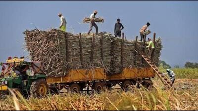 Finance and cooperation minister Harpal Singh Cheema said that the target is to increase the sugarcane yield by at least 100 quintals per acre in the next two years, which will further increase the income per acre up to  ₹36,000. (PTI File)