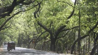 The Goa government, in a reply filed before the high court, expressed its inability to conduct a tree census in the state citing operational and logistical difficulties. (Representational Image) The Goa government, in a reply filed before the high court, expressed its inability to conduct a tree census in the state citing operational and logistical difficulties. (Representational Image)