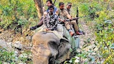 Eight cages and 72 camera traps have been installed to catch the tiger, where the six people have been killed since December. (HT)