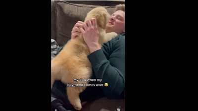 The puppy gets really excited whenever its human's boyfriend comes over. (goldnenzo/Instagram) The puppy gets really excited whenever its human's boyfriend comes over. (goldnenzo/Instagram)