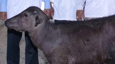 The birth of the sexed semen calf has been reported by Chaudhary Sarwan Kumar Himachal Pradesh Agriculture (HPAU), Palampur. The HPAU introduced the technique in April last year after. (HT File Photo/ Representational image) The birth of the sexed semen calf has been reported by Chaudhary Sarwan Kumar Himachal Pradesh Agriculture (HPAU), Palampur. The HPAU introduced the technique in April last year after. (HT File Photo/ Representational image)