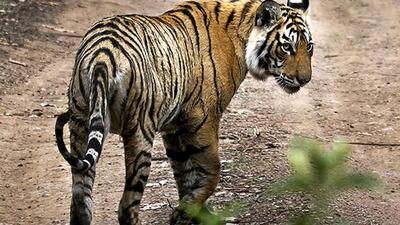 Tigers are territorial animals and fights between them are not unusual (AP FIle Photo) Tigers are territorial animals and fights between them are not unusual (AP FIle Photo)