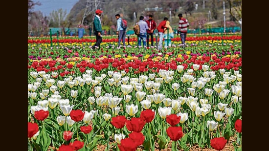 Officials said that 2.66 lakh people visited Kashmir’s Tulip Garden till Sunday after it was thrown open on March 23. The garden plays an important part in wooing more tourists during spring. (PTI File Photo)