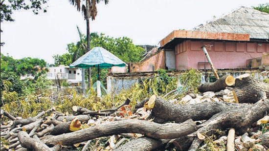 Wayanad tree-felling incident came to light in June last year after the state forest department seized a truckload of rosewood from Ernakulam district. (Representative Photo/HT File) Wayanad tree-felling incident came to light in June last year after the state forest department seized a truckload of rosewood from Ernakulam district. (Representative Photo/HT File)