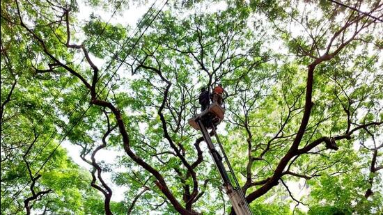 Ahead of the monsoon, the Brihanmumbai Municipal Corporation (BMC) has initiated a survey of trees to identify the old and imbalanced ones and prevent them from decaying due to pest infestation (HT photo) Ahead of the monsoon, the Brihanmumbai Municipal Corporation (BMC) has initiated a survey of trees to identify the old and imbalanced ones and prevent them from decaying due to pest infestation (HT photo)