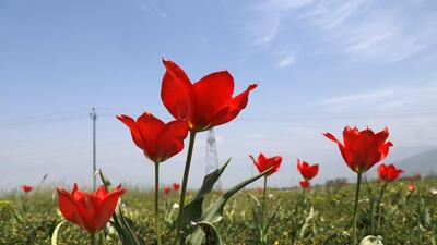 Tulips have bloomed early this season due to the rise in temperature. Srinagar’s iconic tulip garden has already been seeing record influx of visitors. (Waseem Andrabi/Hindustan Times)
