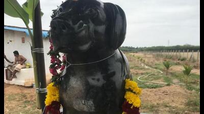 For Muthu, a former government employee, Tom Kumar came into his life when he retired a decade ago which led to a deep attachment between the man and the dog. (HT Photo) For Muthu, a former government employee, Tom Kumar came into his life when he retired a decade ago which led to a deep attachment between the man and the dog. (HT Photo)