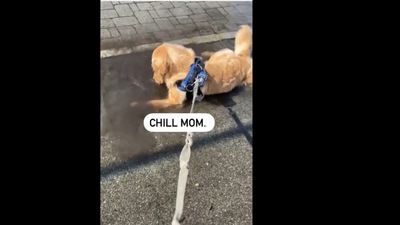 A screengrab of a video of a dog that loves to lie down in puddles. (dogsofinstagram/Instagram) A screengrab of a video of a dog that loves to lie down in puddles. (dogsofinstagram/Instagram)