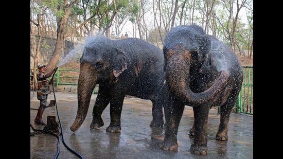 Air coolers, foggers, sprinklers and a jumbo fans are in place at Katraj zoo to help animals beat the sweltering heat. (Ravindra Joshi/HT PHOTO)
