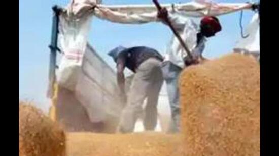 Wheat is being procured through 1,862 permanent mandis and 450 temporary mandis across Punjab. (HT Photo)