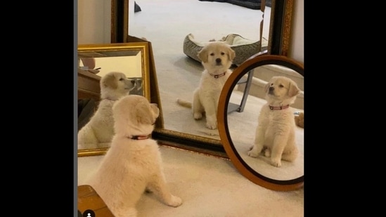 Dog’s photo may remind you of Spider-Man meme as it unlocks multiverse