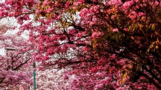 This is the time of the year when Bengaluru wears pink.