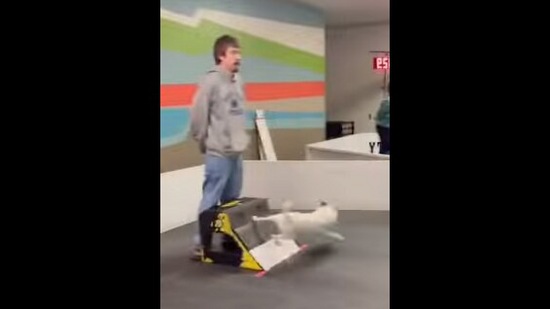 One of the dogs that took part in the hurdle race shown in this Instagram video. (instagram/@teamk9turtle)