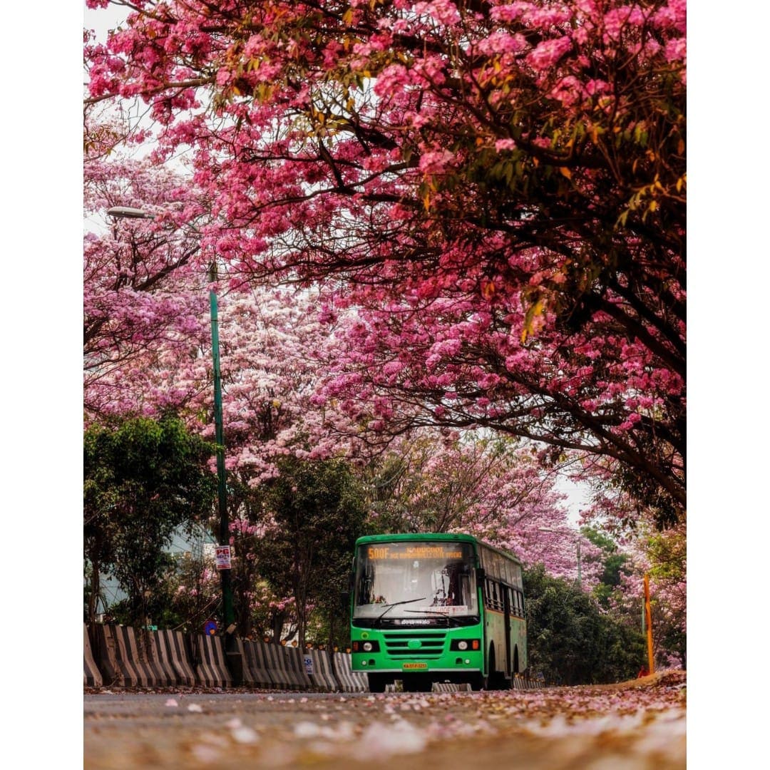 This is the time of the year when Bengaluru wears pink. This is the time of the year when Bengaluru wears pink.