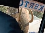The image. taken from the Twitter video where the driver kept his cool, shows the elephant standing very close to the bus.(Twitter/@supriyasahuias)