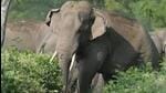 The Madhya Pradesh forest department has asked officers to stay alert and to chase the elephants away to Chhattisgarh forests. (Representational Image) The Madhya Pradesh forest department has asked officers to stay alert and to chase the elephants away to Chhattisgarh forests. (Representational Image)