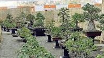 Many species of Bursera Fagaroides, Premna Microphylla, Bengali Peepal, multiple breeds of Picus, etc were on displayed at the Punjab Bonsai Exhibition in Ludhiana. (HT FILE)