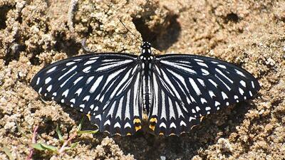 Over the two decades, rare species that were sighted in JNU include Oriental Common Mime. (Representative image/Wikimedia commons) Over the two decades, rare species that were sighted in JNU include Oriental Common Mime. (Representative image/Wikimedia commons)