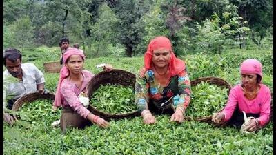 The development and cultivation of Kangra tea is being promoted and looked after by four departments iTea Board of India Regional office Palampur, cooperative and agriculture departments of the state and CSIR, IHBT Palampur and Chaudhary Sarwan Kumar Agriculture University, Palampur.