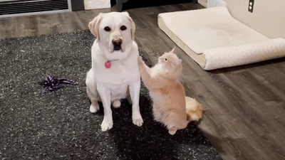 The image, taken from the Reddit video, shows the cat trying to convince the dog. (Reddit/@willnotbeokay)
