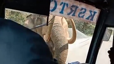 The image. taken from the Twitter video where the driver kept his cool, shows the elephant standing very close to the bus. (Twitter/@supriyasahuias)