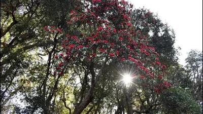 My first opportunity was at a college in Faridkot, where I sowed saplings of five traditional trees, such as neem, ber, kikar, tahli and peepal. It was such a fulfilling experience. (HT file photo) My first opportunity was at a college in Faridkot, where I sowed saplings of five traditional trees, such as neem, ber, kikar, tahli and peepal. It was such a fulfilling experience. (HT file photo)