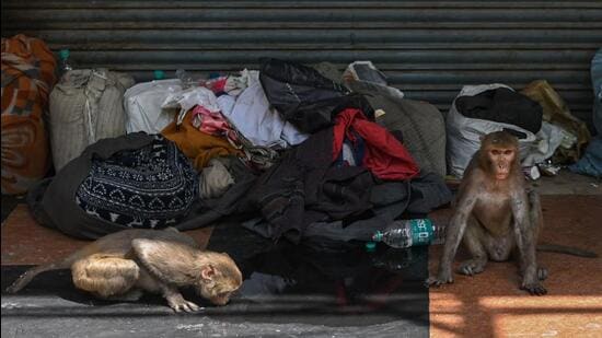 Faiyaz Khudsar, scientist-in-charge at the Yamuna Biodiversity Park (YBP) in north Delhi, said monkeys are seen in urban settings even where the Ridge is not near, with the guarantee of food a major factor behind their high count. (AFP)