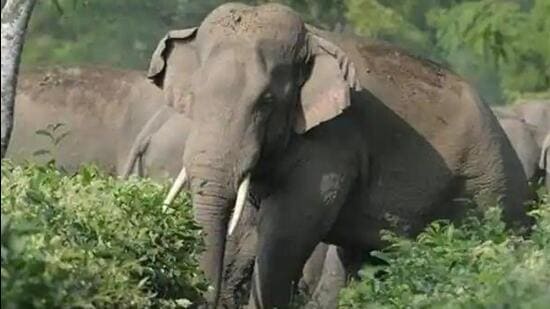 The Madhya Pradesh forest department has asked officers to stay alert and to chase the elephants away to Chhattisgarh forests. (Representational Image)