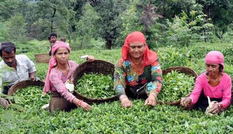 Cooperatives are considered very effective institution for development of agriculture and rural economy. Cooperatives are considered very effective institution for development of agriculture and rural economy.