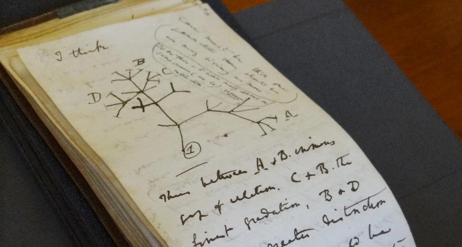 One of the notebooks contained Darwin's famous 'Tree of Life' sketch (Cambridge University Library/PA Media/dpa/picture alliance) One of the notebooks contained Darwin's famous 'Tree of Life' sketch (Cambridge University Library/PA Media/dpa/picture alliance)
