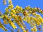 Each ragweed plant can produce millions of extremely potent pollen grains(Robert Anic/PIXSELL/picture alliance) Each ragweed plant can produce millions of extremely potent pollen grains(Robert Anic/PIXSELL/picture alliance)