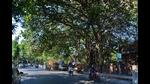 A banyan tree in Thane standing tall for decades. The banyan is one of the 900-plus heritage trees identified by Thane Municipal Corporation in its recent tree census report. (PRAFUL GANGURDE/HT PHOTO) A banyan tree in Thane standing tall for decades. The banyan is one of the 900-plus heritage trees identified by Thane Municipal Corporation in its recent tree census report. (PRAFUL GANGURDE/HT PHOTO)