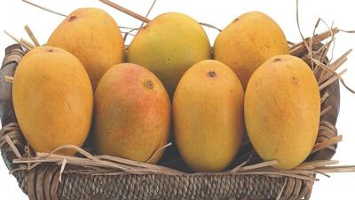 The mango, “Kawasji – Patel”, was gathered green with white pulp. It had no fibre and hence was an excellent choice for cooking. The Europeans and the Parsees preferred the mango to cook jams and jellies. (REPRESENTATIVE PHOTO) The mango, “Kawasji – Patel”, was gathered green with white pulp. It had no fibre and hence was an excellent choice for cooking. The Europeans and the Parsees preferred the mango to cook jams and jellies. (REPRESENTATIVE PHOTO)