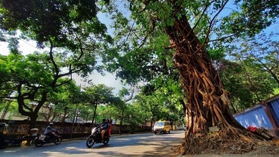 The Thane Municipal Corporation tree census report published recently has revealed a rise in the tree count from 4,45,262 in 2011 to 7,22,426 in 2022. (PRAFUL GANGURDE/HT PHOTO) The Thane Municipal Corporation tree census report published recently has revealed a rise in the tree count from 4,45,262 in 2011 to 7,22,426 in 2022. (PRAFUL GANGURDE/HT PHOTO)