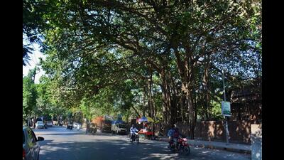 A banyan tree in Thane standing tall for decades. The banyan is one of the 900-plus heritage trees identified by Thane Municipal Corporation in its recent tree census report. (PRAFUL GANGURDE/HT PHOTO) A banyan tree in Thane standing tall for decades. The banyan is one of the 900-plus heritage trees identified by Thane Municipal Corporation in its recent tree census report. (PRAFUL GANGURDE/HT PHOTO)