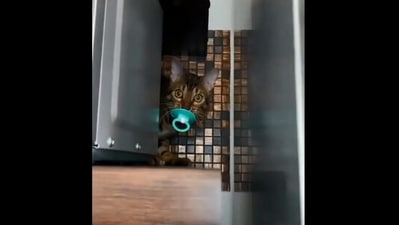 The image, taken from the Reddit video, shows the cat that did a parkour act with a pacifier in its mouth. (Reddit/@vladgrinch)