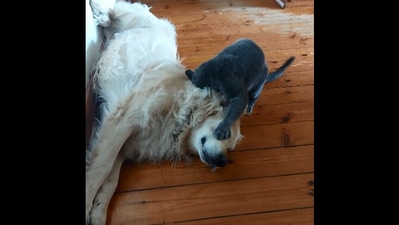 The image, taken from the Reddit video, shows a cat playing with a dog. (Reddit/@peqdipew)