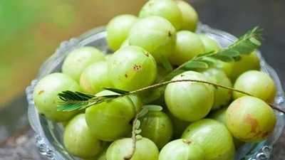 Amla: The citrus fruit is also recommended by Ayurveda for overall health benefits. It is also considered an anti-diabetic food as it improves blood sugar level, metabolism and is known to prevent toxic accumulation. (Pinterest) Amla: The citrus fruit is also recommended by Ayurveda for overall health benefits. It is also considered an anti-diabetic food as it improves blood sugar level, metabolism and is known to prevent toxic accumulation. (Pinterest)