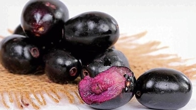 Jamun: Malabar or Java Plum is also known as Indian blackberry. This is also used as a popular Ayurveda remedy for correcting insulin sensitivity and deal with diabetes. (iStock) Jamun: Malabar or Java Plum is also known as Indian blackberry. This is also used as a popular Ayurveda remedy for correcting insulin sensitivity and deal with diabetes. (iStock)