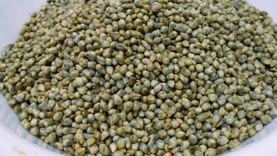 Jowar is easy to digest than wheat, improves metabolism and also keeps digestive issues at bay, according to Dr Bhavsar. (Pinterest) Jowar is easy to digest than wheat, improves metabolism and also keeps digestive issues at bay, according to Dr Bhavsar. (Pinterest)