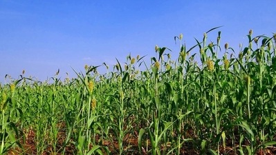 Jowar is gluten-free and balances kapha and pitta dosha while it increases vata dosha. (Pixabay) Jowar is gluten-free and balances kapha and pitta dosha while it increases vata dosha. (Pixabay)