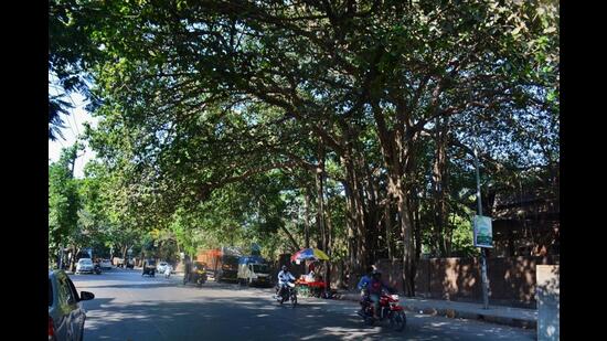 A banyan tree in Thane standing tall for decades. The banyan is one of the 900-plus heritage trees identified by Thane Municipal Corporation in its recent tree census report. (PRAFUL GANGURDE/HT PHOTO)