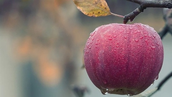 Apple: An apple a day keeps the doctor away. The tasty fruit is a good mid-meal snack for people with diabetes as they are packed with both insoluble and soluble fibre. Moderate consumption of fruit can even cut your risk of getting diabetes in the first place.(Pixabay)