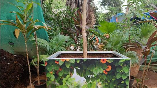 In the first phase, the BMC will be placing 500 such tubs in several open spaces and footpaths in the Worli area. (HT Photo) In the first phase, the BMC will be placing 500 such tubs in several open spaces and footpaths in the Worli area. (HT Photo)