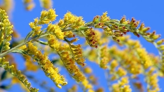 Pollen Grains Carry Hundreds of Plant Viruses