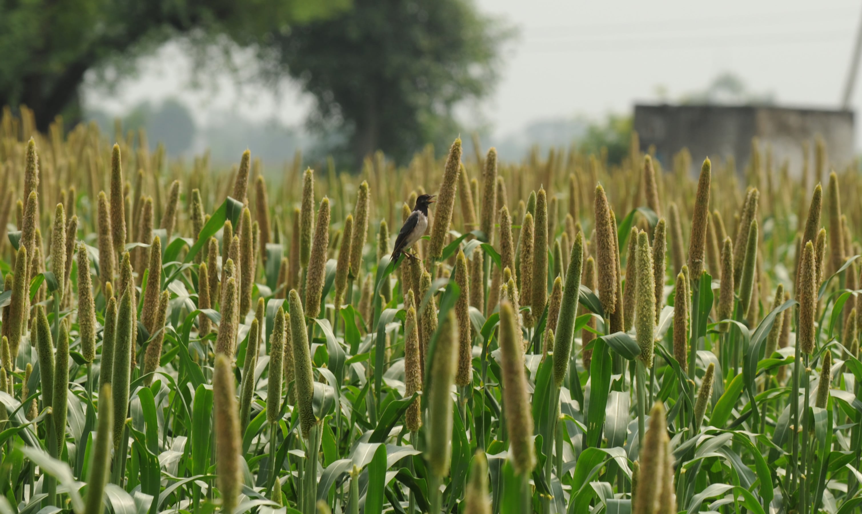 One such case involved tax exemption of farm income of  ₹1.09 crore as proceeds from the sale of farmland in Chhattisgarh.