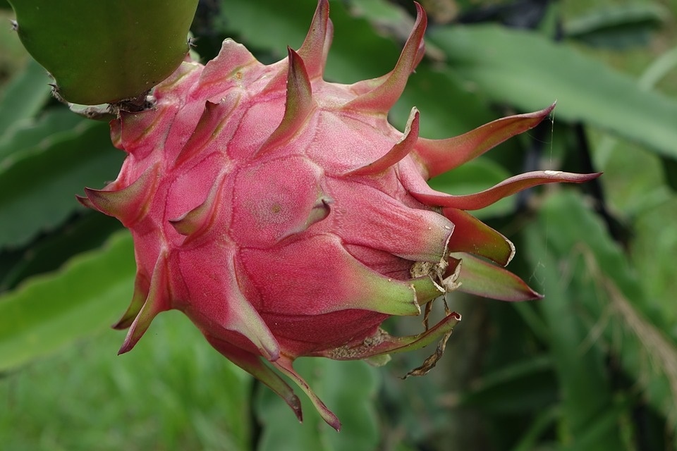 When is dragon fruit season? - Best time!