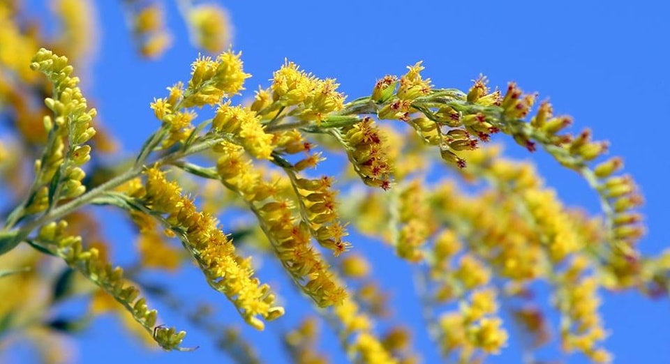 Each ragweed plant can produce millions of extremely potent pollen grains(Robert Anic/PIXSELL/picture alliance)