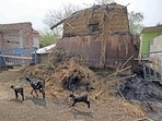 Birbhum: Goats walk in front of a damaged house at Bogtui village, in Birbhum district, Tuesday, March 29, 2022. (PTI Photo)(PTI) Birbhum: Goats walk in front of a damaged house at Bogtui village, in Birbhum district, Tuesday, March 29, 2022. (PTI Photo)(PTI)