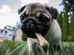 A change in diet is also recommended for our pets in summer season and more cooling foods and those rich in probiotic should be given to them.(Pixabay) A change in diet is also recommended for our pets in summer season and more cooling foods and those rich in probiotic should be given to them.(Pixabay)